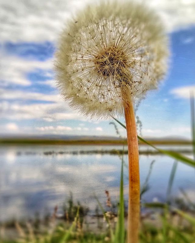 elena_avseevich в LOOKY. #ленафотаетприроду. Красота в миллиметра...