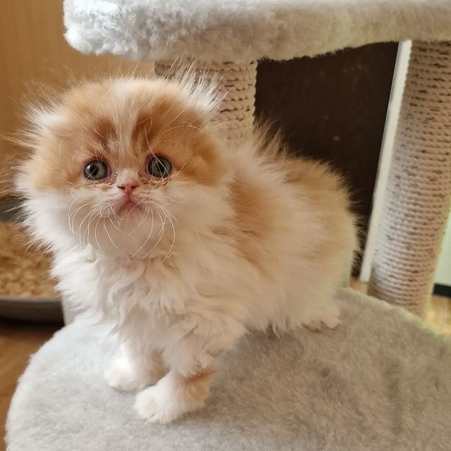 Вислоухие шотландские котята в LOOKY. #cat,#catstagram,#fold,#highlandfold,#cats_of_instagram,#kitten,#scottishfoldlonghair,#catsgram,#instacats,#catlover,#cotofinstagram,#instacats,#cotofinstagram,#petstagram,#kittensofinstagram,#animal,#,#scottishfoldcat,#kitty,#amazingcat,#kittycat,#kittens,#yourdailycat,#cutecat,#animals,#catsfollower,#scottishfoldkitten,#ねこ部,#猫,#. ♥️female , 1months

...