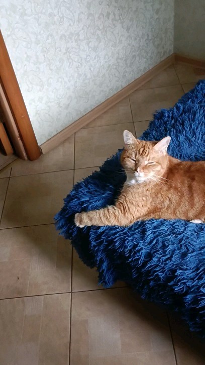 pavel.p.a в LOOKY. #хеппи,#рыжийкот,#котэ,#котан,#котейка,#котеечка. Пойди купи))))
#хепп...