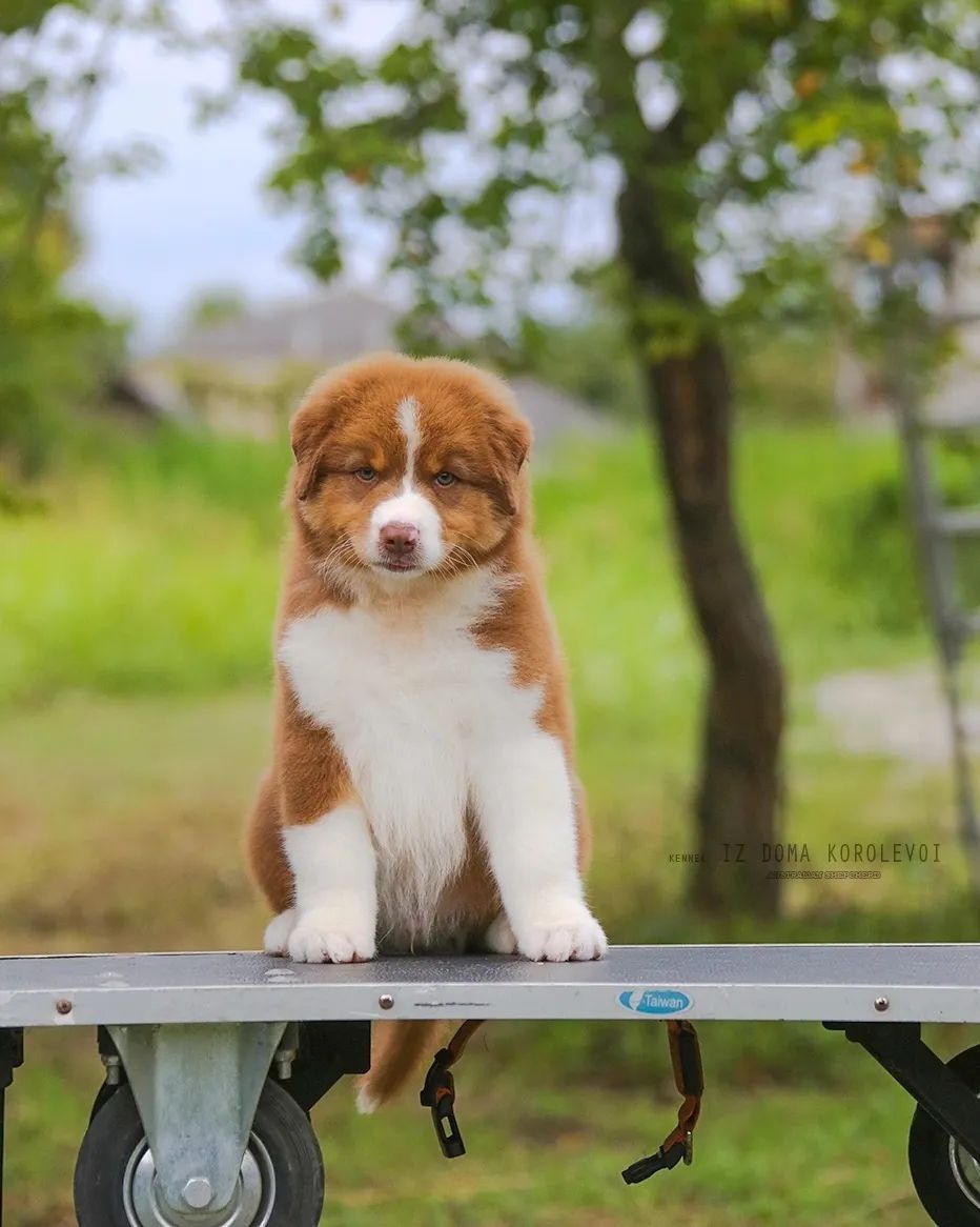 iz_doma_korolevoi_kennel в LOOKY — фото 4
