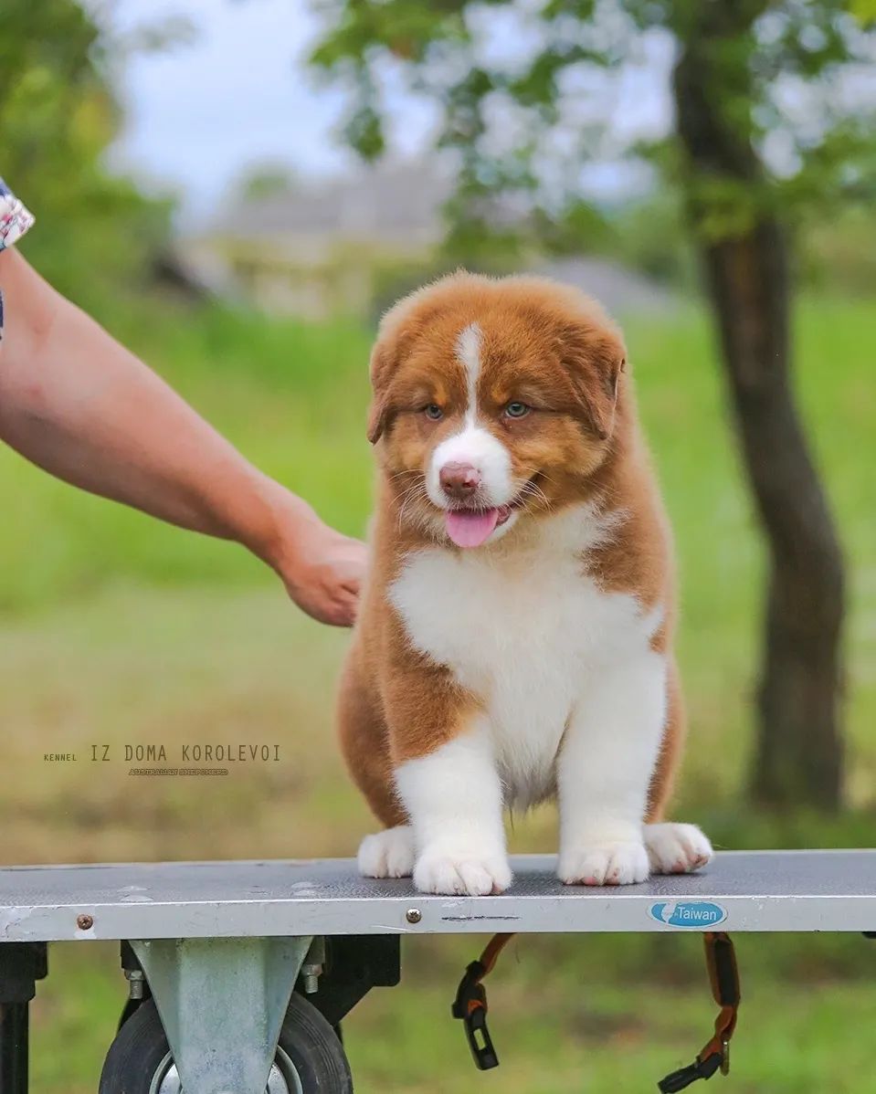 iz_doma_korolevoi_kennel в LOOKY — фото 3
