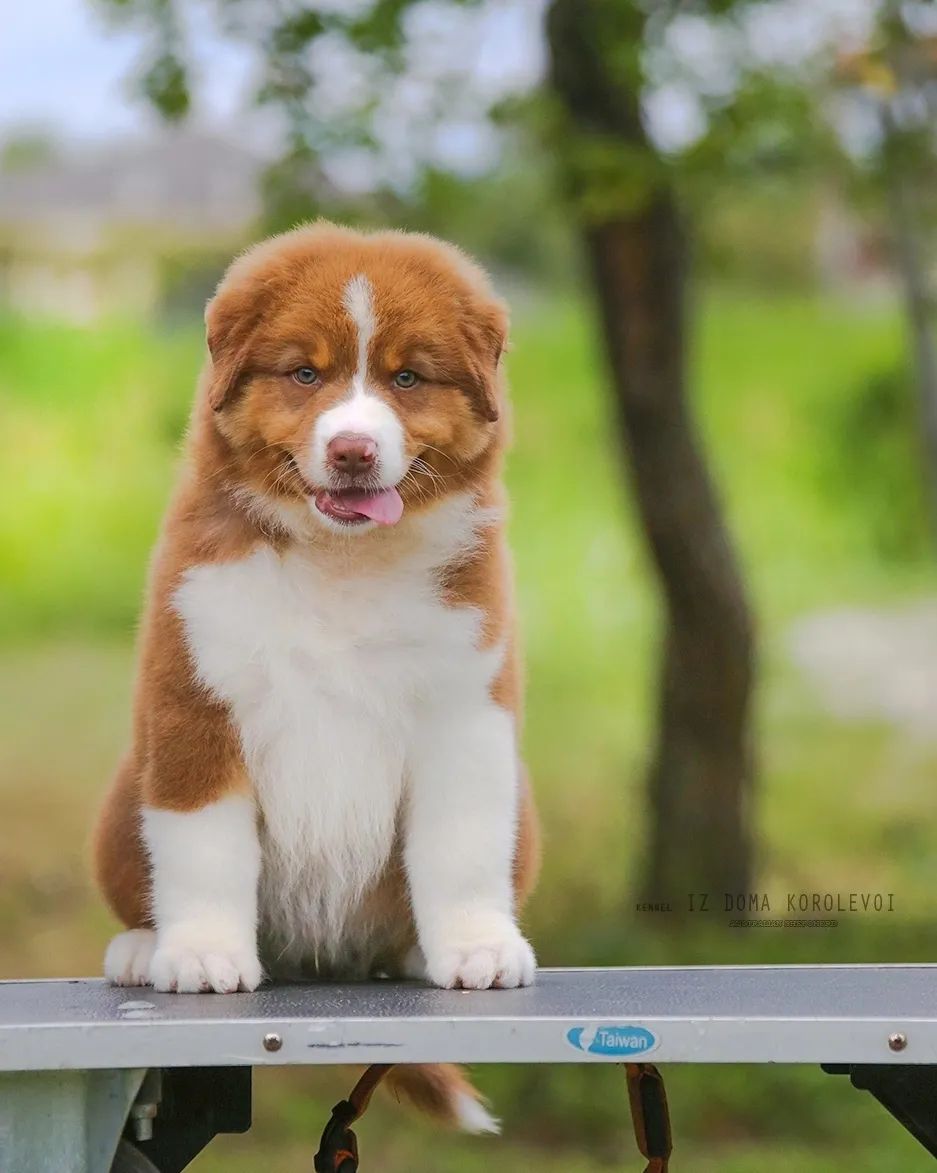 iz_doma_korolevoi_kennel в LOOKY — фото 2