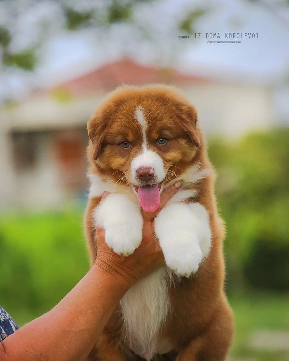 iz_doma_korolevoi_kennel в LOOKY — фото 6