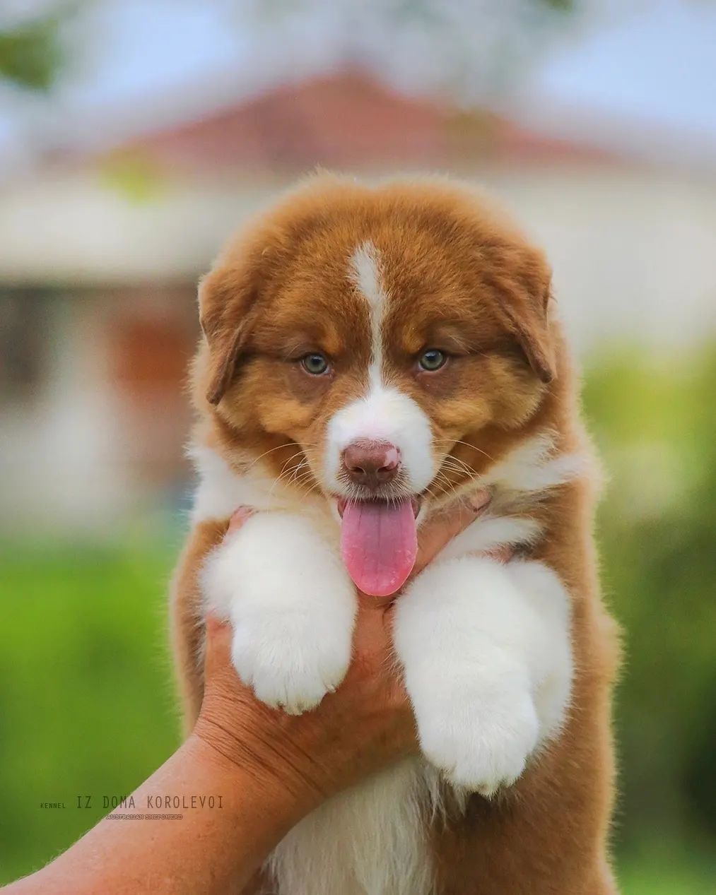 iz_doma_korolevoi_kennel в LOOKY — фото 7