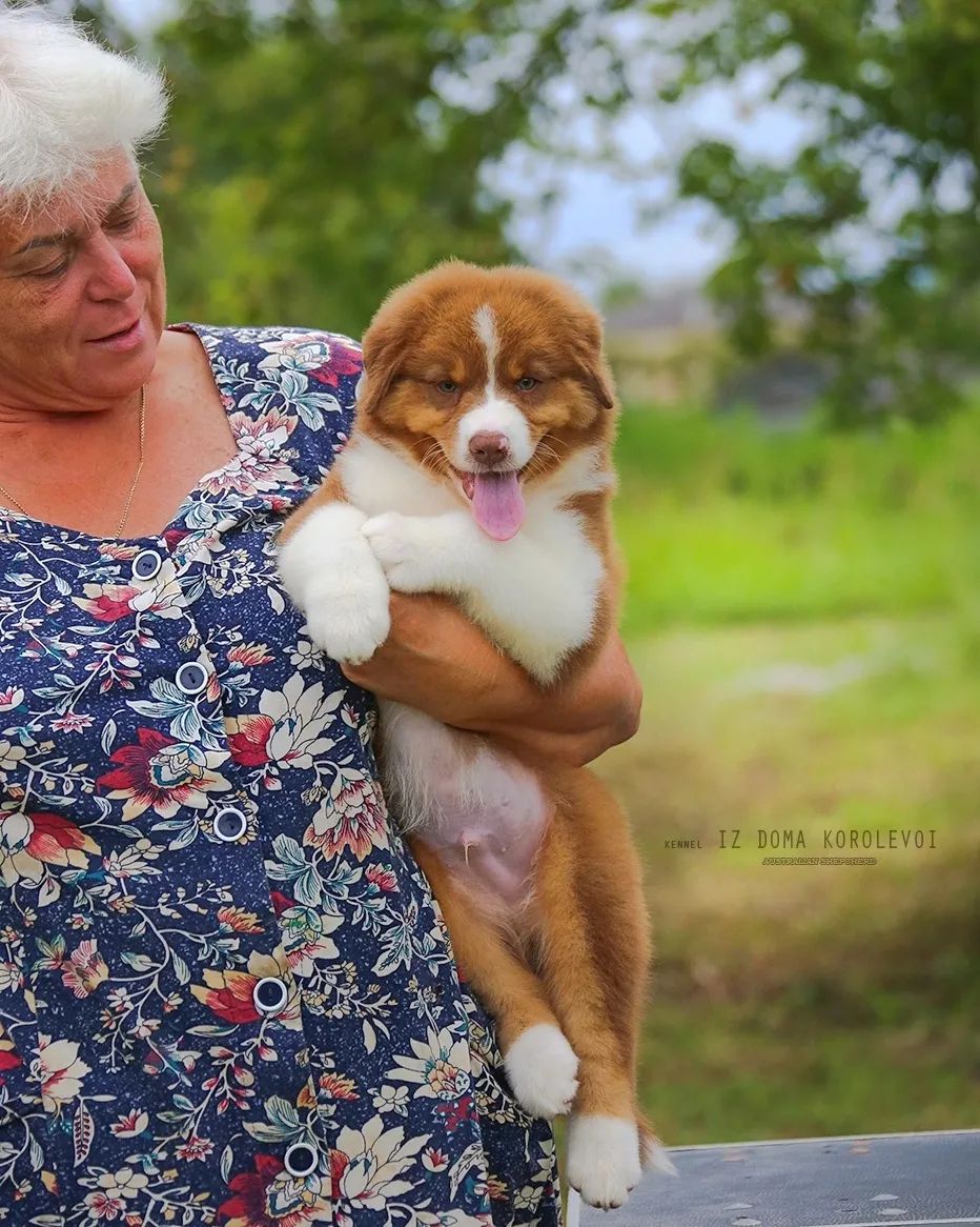 iz_doma_korolevoi_kennel в LOOKY — фото 4