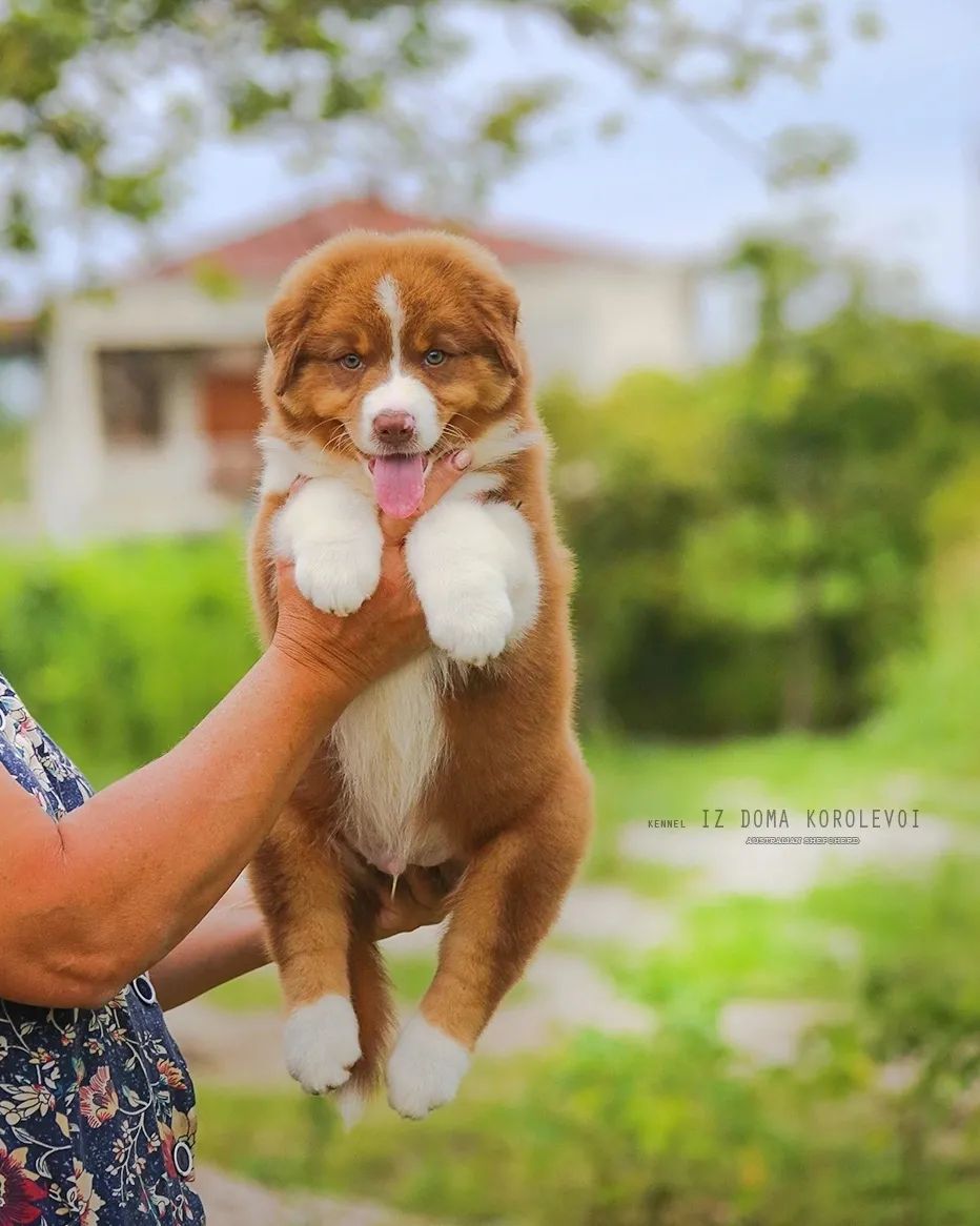 iz_doma_korolevoi_kennel в LOOKY — фото 2