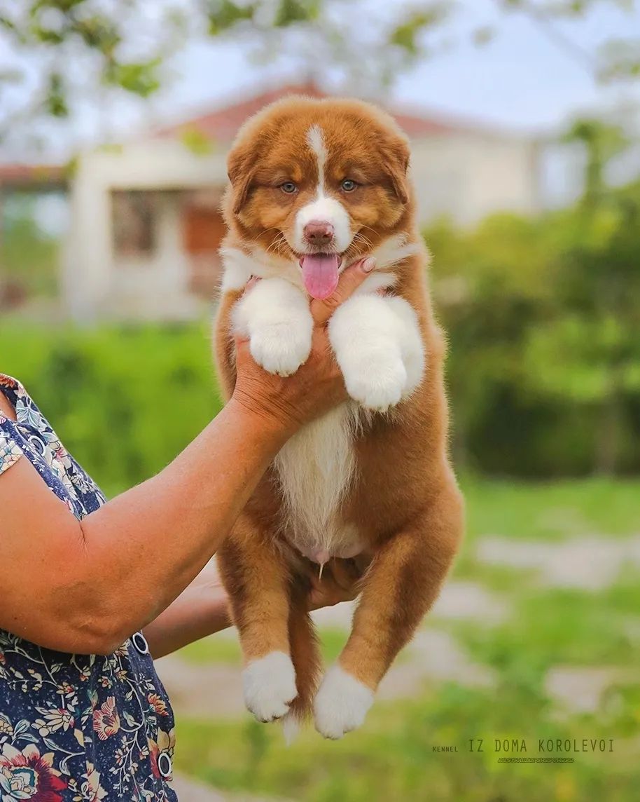 iz_doma_korolevoi_kennel в LOOKY — фото 3