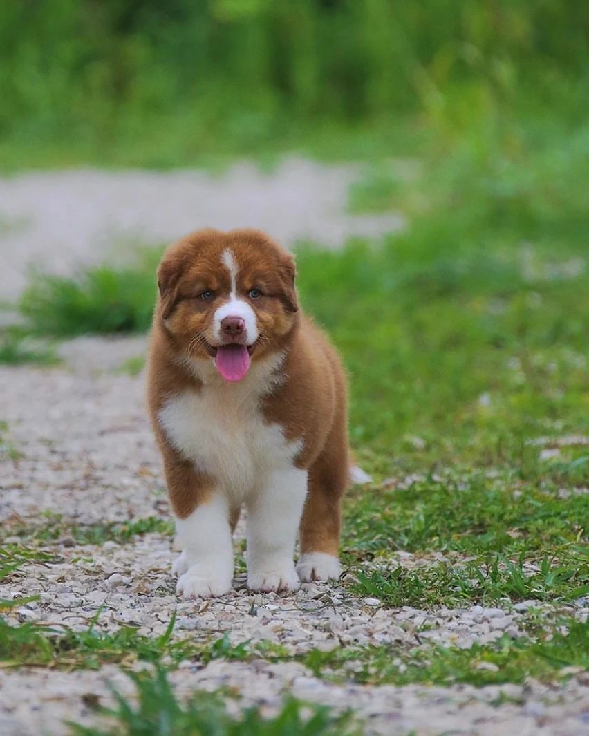 iz_doma_korolevoi_kennel в LOOKY — фото 5
