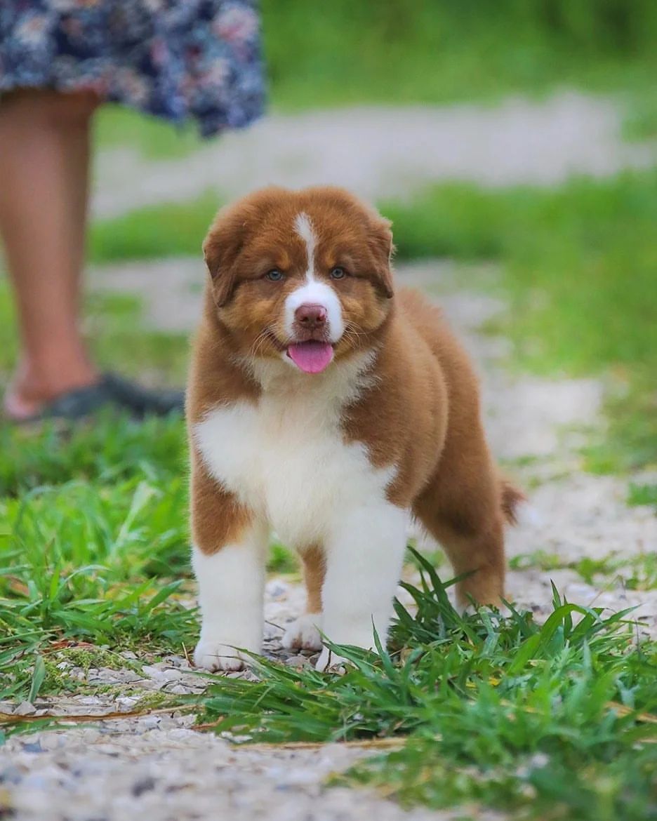 iz_doma_korolevoi_kennel в LOOKY — фото 4