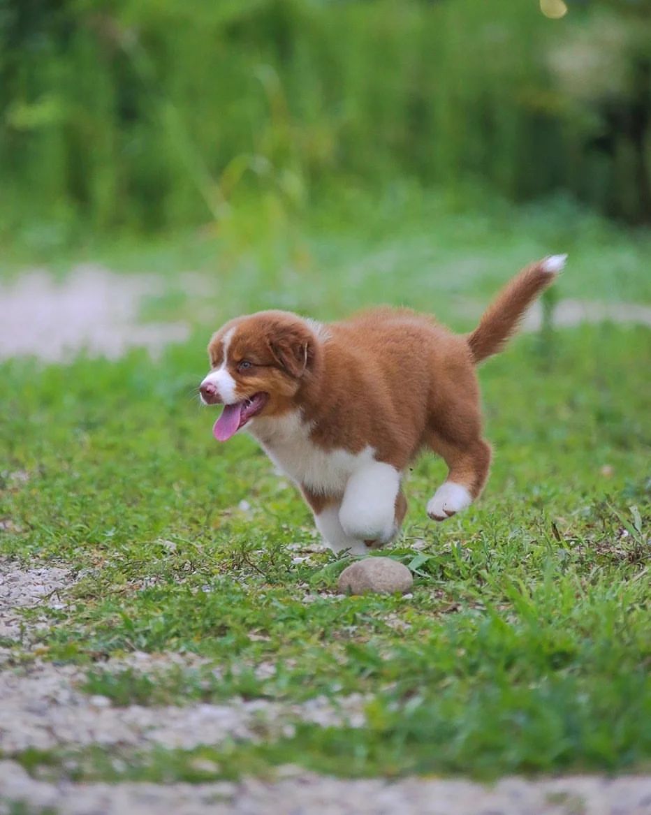 iz_doma_korolevoi_kennel в LOOKY — фото 7