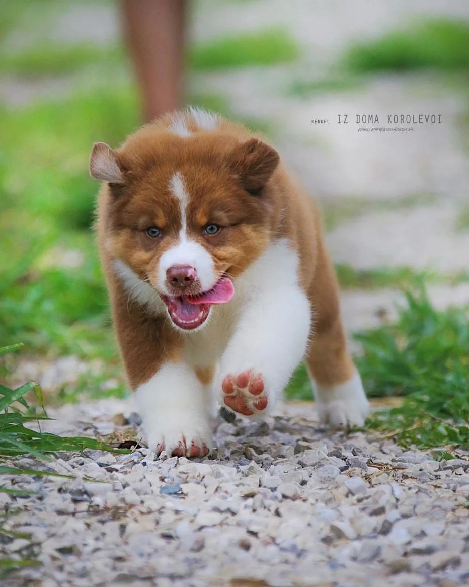 iz_doma_korolevoi_kennel в LOOKY — фото 2