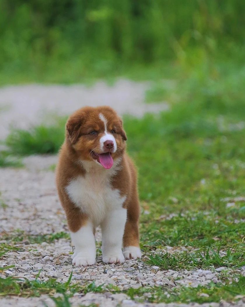 iz_doma_korolevoi_kennel в LOOKY — фото 6