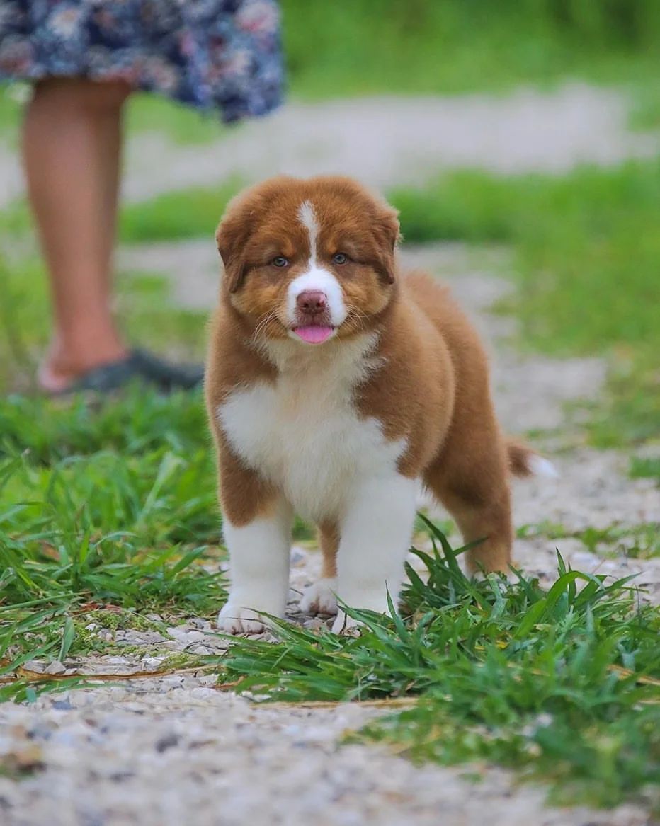 iz_doma_korolevoi_kennel в LOOKY — фото 3