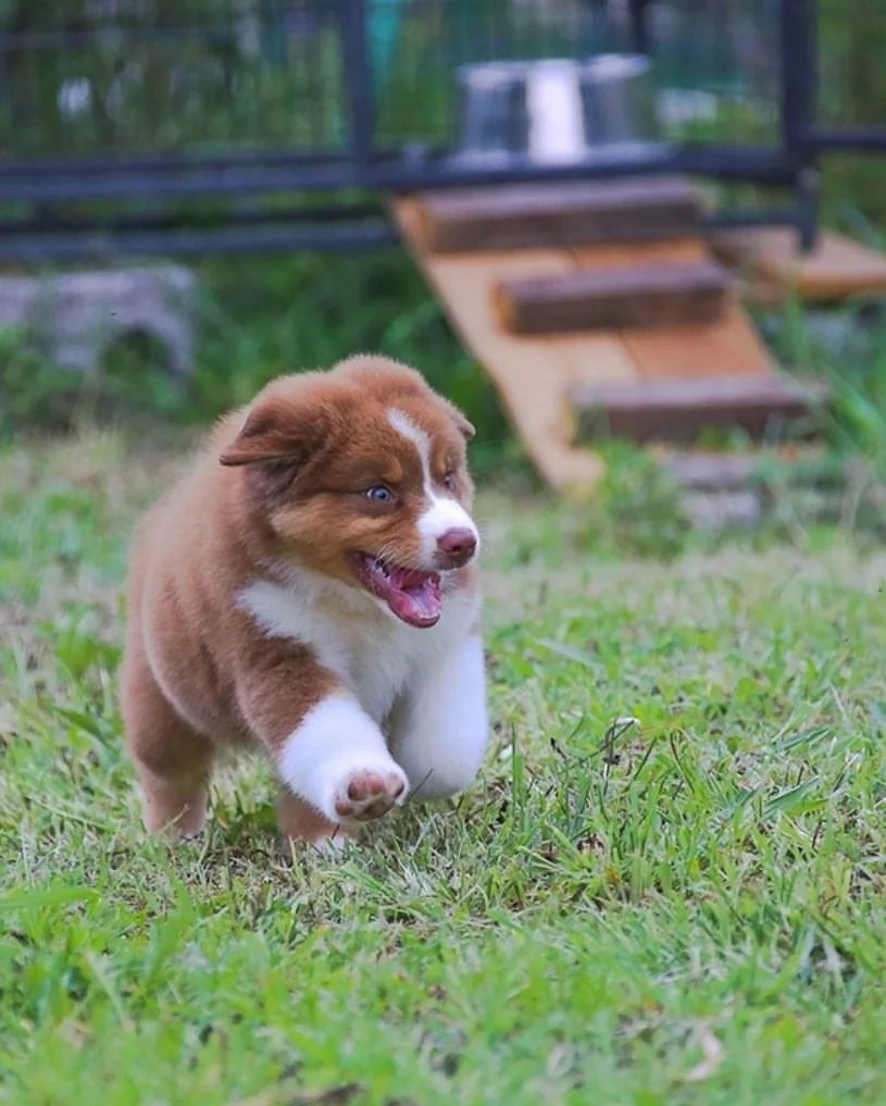 iz_doma_korolevoi_kennel в LOOKY — фото 10