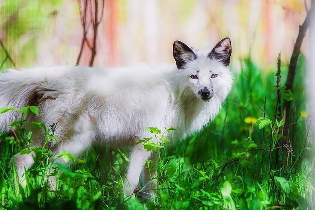 myfoxfamily в LOOKY. . Даже как бы и не обс...