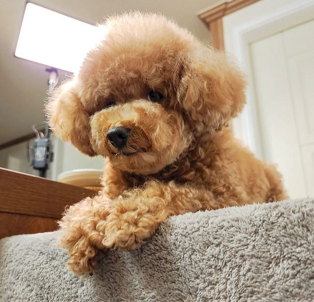 #doglover