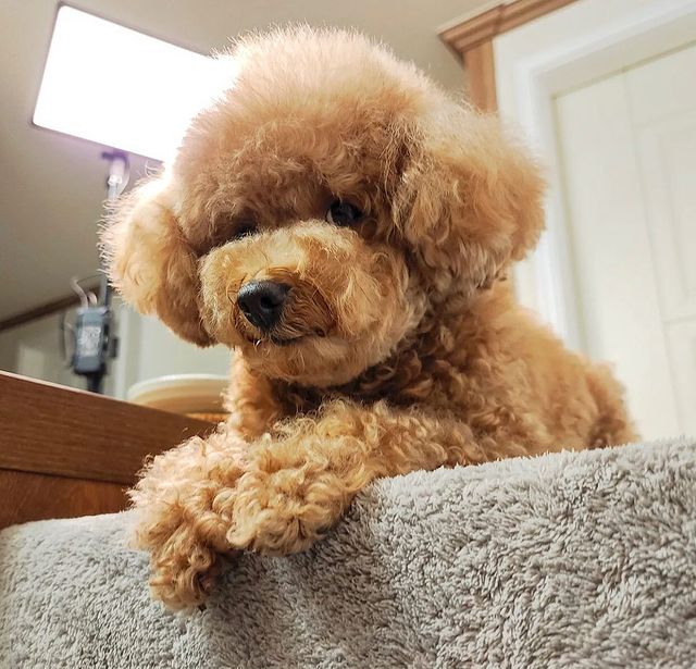 Park Kimseo в LOOKY. #doglover. #doglover