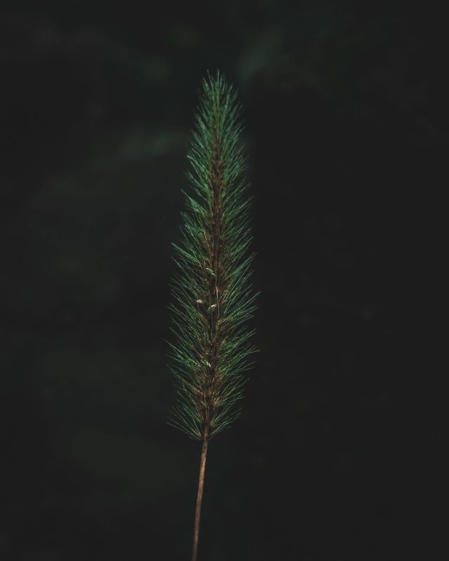 way_to_pro_in_photo_ в LOOKY. #nature,#naturephotography,#naturevideos,#aesthetic,#darkesthetic,#lifegood,#creativity,#creative,#creativephotography,#photography,#photo,#photoukraine,#🇺🇦,#🇪🇺,#lightroomedits,#cinematicvideo,#cinematography,#cinema,#cinematic,#lightroom,#запорожье,#кинодел,#nikoncoolpix,#waytoproinphoto,#prophoto,#nikon,#photography,#streetphotography,#streetphoto,#forestphotography,#cinematicphotography. 🌿

⠀

⠀

⠀

#nature...