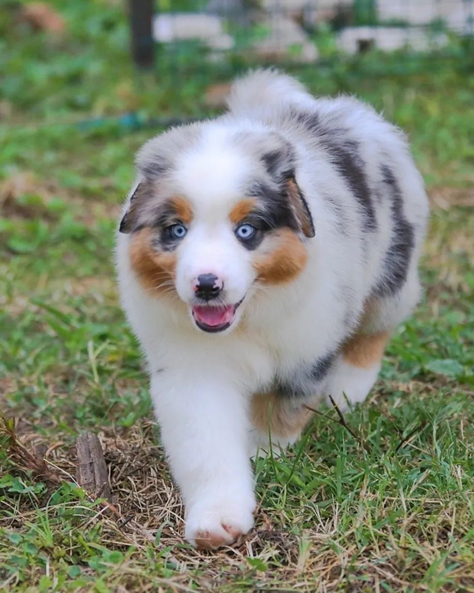 iz_doma_korolevoi_kennel в LOOKY — фото 4