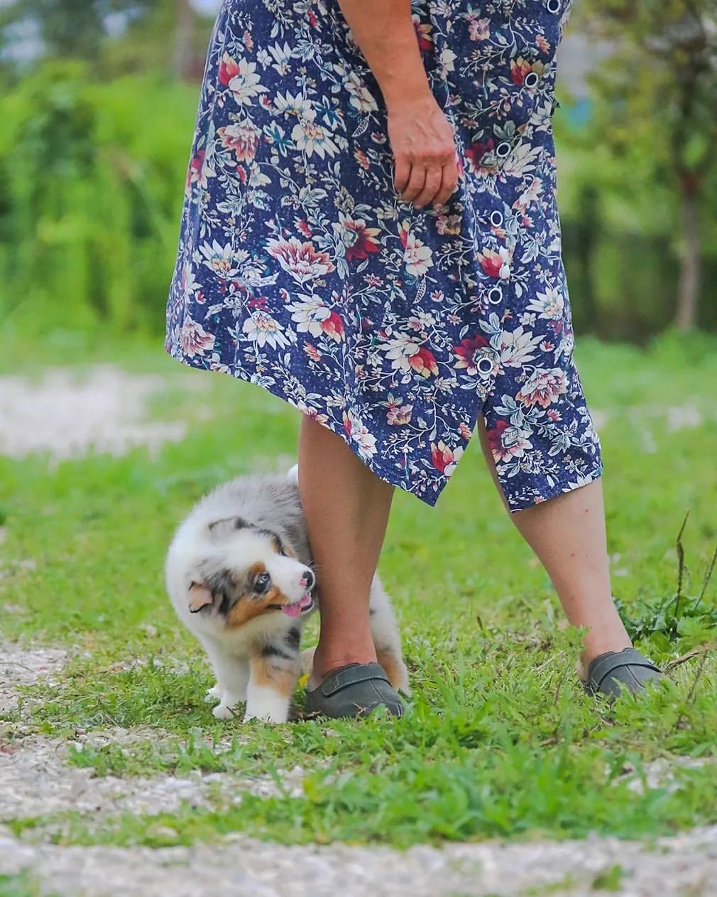 iz_doma_korolevoi_kennel в LOOKY — фото 3