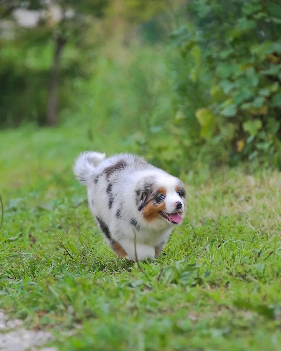 iz_doma_korolevoi_kennel в LOOKY — фото 2