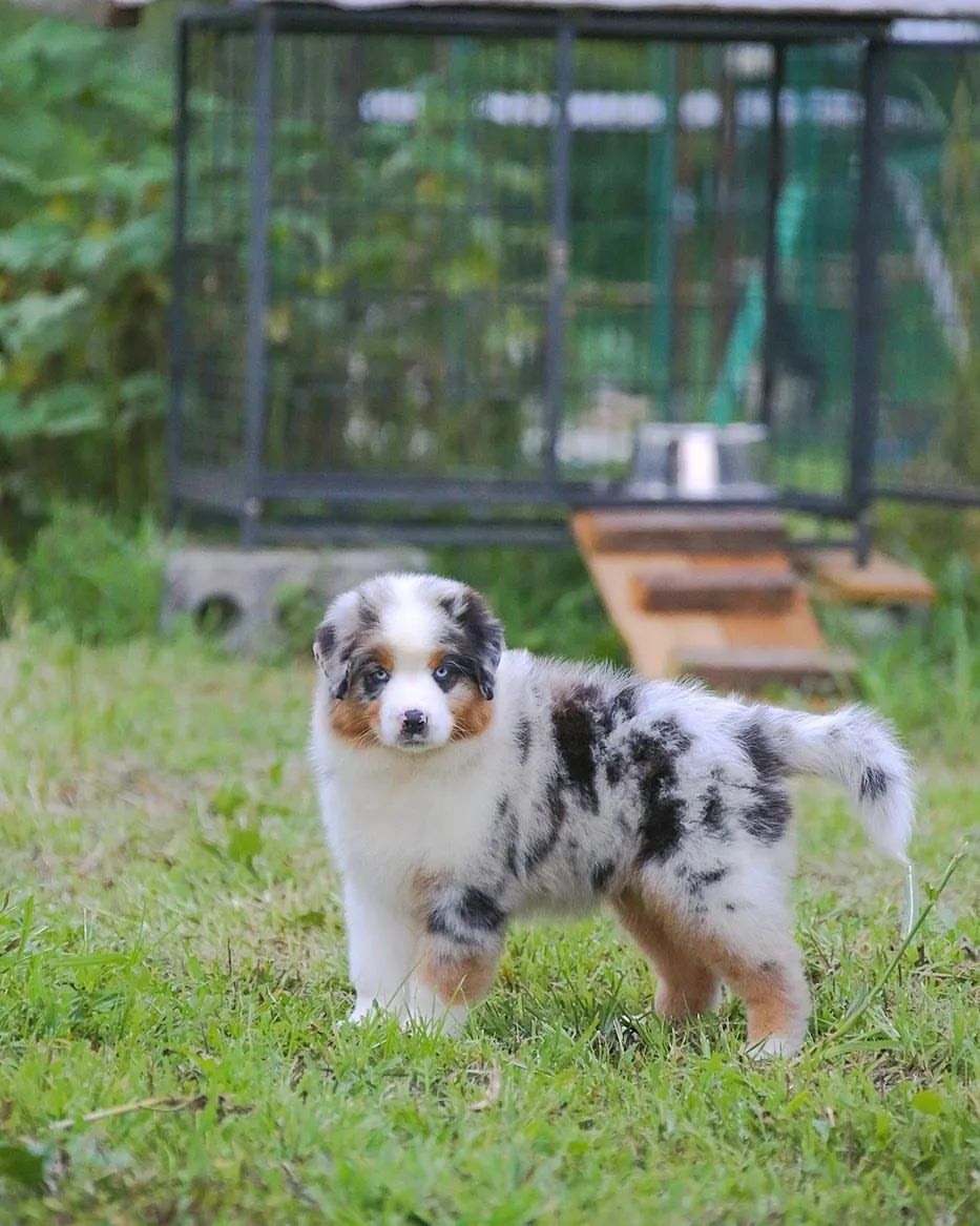 iz_doma_korolevoi_kennel в LOOKY — фото 5