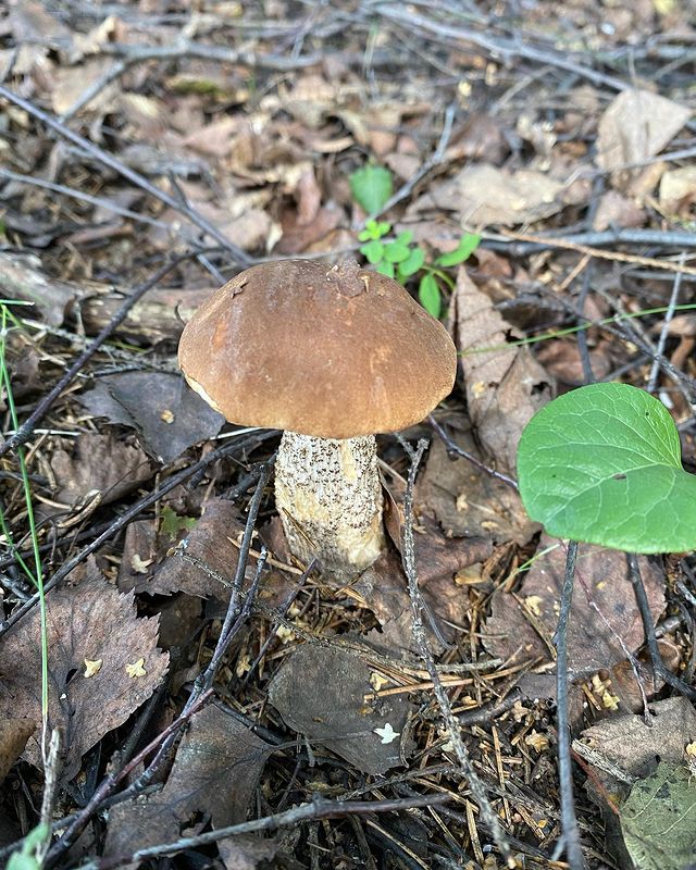grishaeva_tanusha в LOOKY. . Отпуск начался🌲🍄