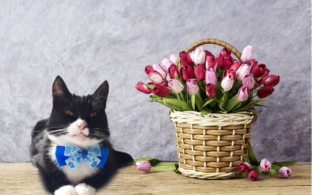 elena270elena в LOOKY. #цветы_для_милы,#цветы_для_фасольки,#кот,#котики,#инстакот,#коты,#котейка,#cat,#catlover,#cute,#kitty,#fannycat,#котикиправятмиром,#смешнойкот,#мурзик,#мурзилка,#лайкивзаимно,#лайк. Дорогие и любимые на...