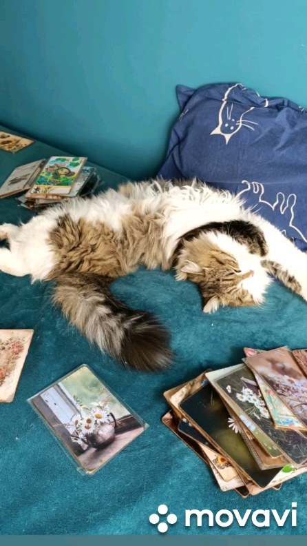 krutik530 в LOOKY. . У кота тоже должен б...