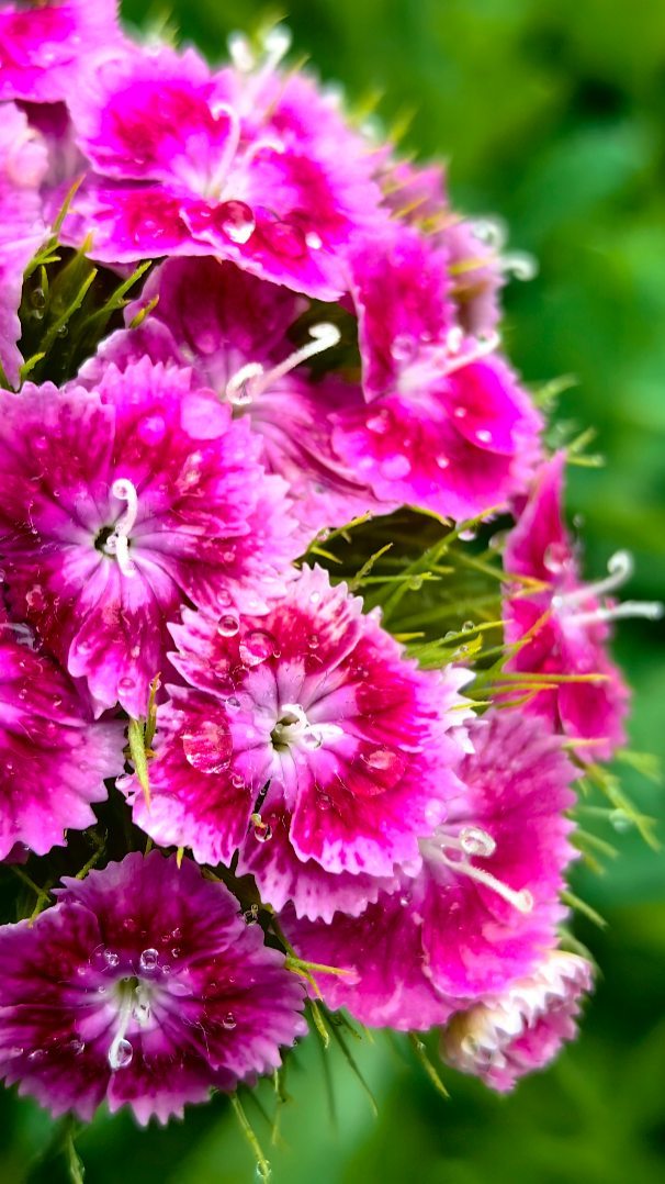 _tatiana_flowers_ в LOOKY. #Худеем,#смех,#волшебство,#чудо,#прикол,#двеподружки,#рилс,#похудеть,#. Волшебство не случил...