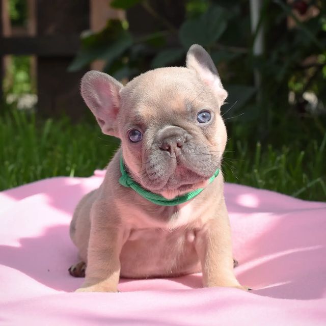 nastasya.lipbulldog в LOOKY. #loveabulli,#frenchuepuppy,#frenchuesofinstagram,#frenchielife,#ilovemyfrenchie,#frenchielove,#frenchbulldogsofinstagram,#instafrenchie,#bulldogfrances,#frenchieoftheday,#theworldofbullies,#dailyfrenchie,#frenchiepups,#frenchies1,#frenchie,#frenchiephotos,#frenchbulldogsrock,#frenchbully,#thefrenchiepost,#fab_frenchie,#ig_bullys. Малыш Остин ожидает ...