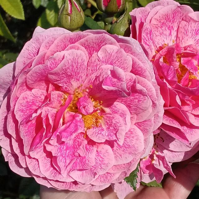 roza_ray2022 в LOOKY. . null
