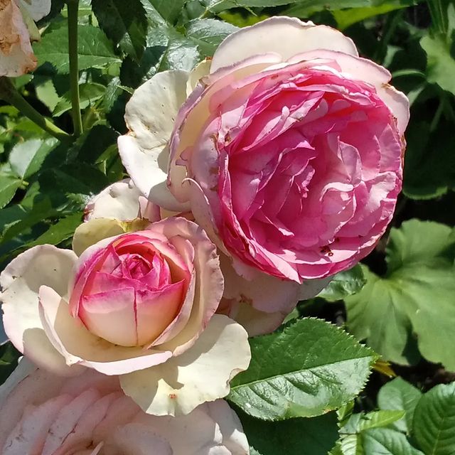 roza_ray2022 в LOOKY. . 🌹ПЬЕР ДЕ РОНСАР