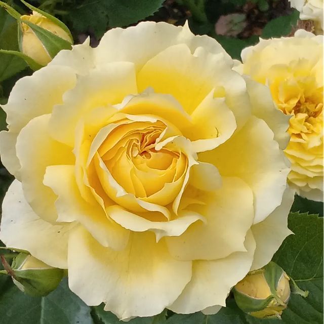 roza_ray2022 в LOOKY. . 🌹 КИТАЙСКАЯ ДЕВОЧКА