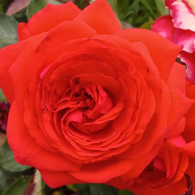 roza_ray2022 в LOOKY. . 🌹 САЛИТА