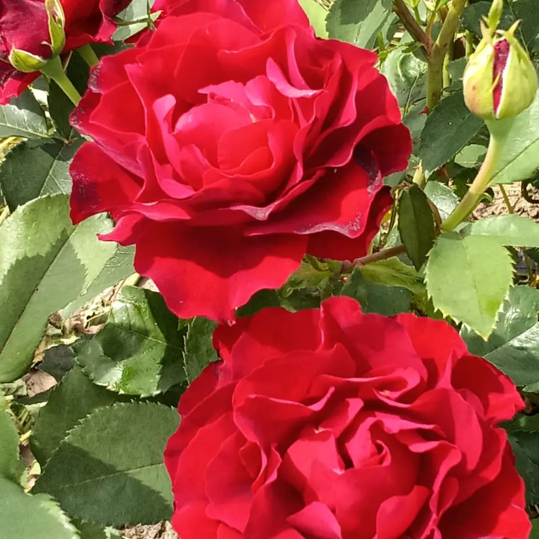 🌹 ОМАЖ БАРБАРА