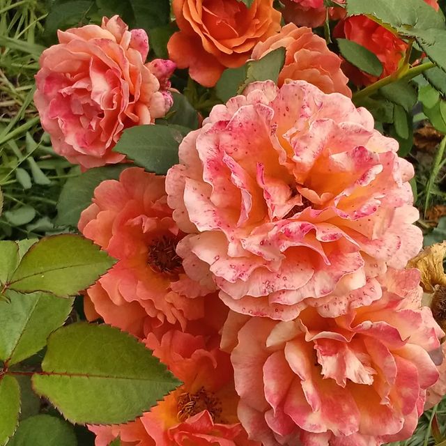 roza_ray2022 в LOOKY. . 🌹ИЗИ ДАЗ ИТ