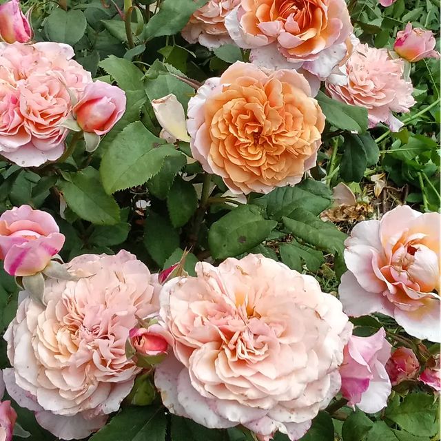 roza_ray2022 в LOOKY. . 🌹 МИЯБИ ЧА