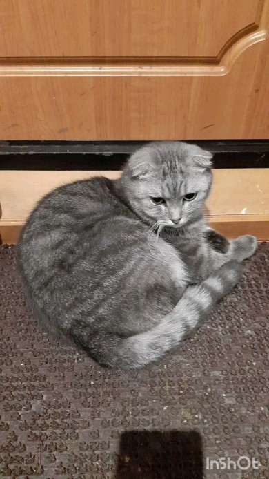 vvvadim_2696 в LOOKY. . Бедный кот. Смотреть...