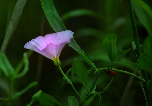 dmitriibilly в LOOKY. #nikonclub,#sigmalens,#macrophoto,#flowers,#macrophotography,#flowersphoto,#nikonz,#nikonrussia,#beautynature. #nikonclub #sigmalen...