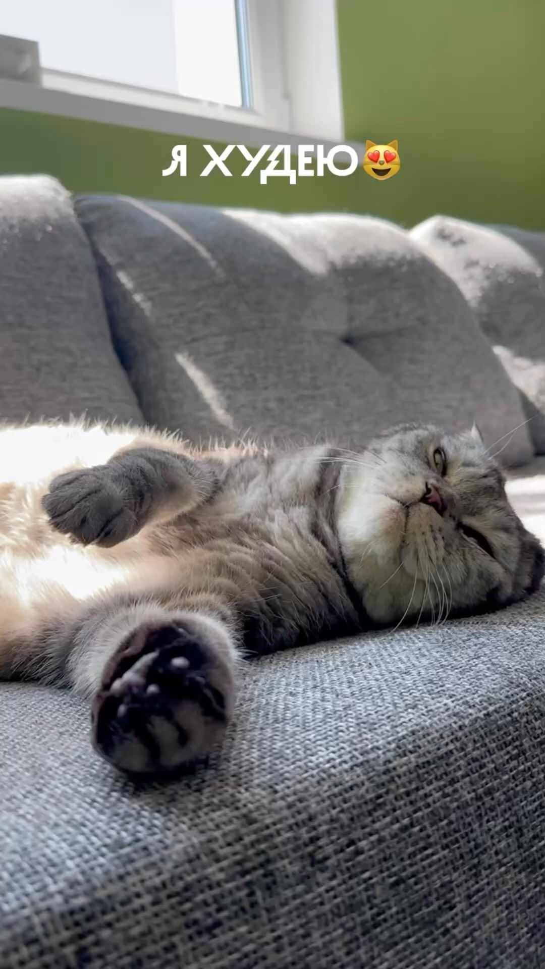 famousniki in LOOKY. #cat,#cats,#catsofinstagram,#котблогер,#никикот,#famousniki,#котикитакиекотики,#котикиинстаграма. @famousniki худеет😻...