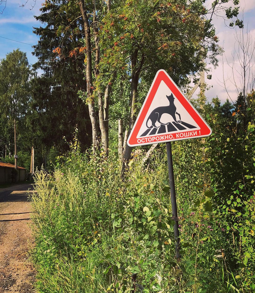 insta_bobsky в LOOKY — 🐈 🐈🐈