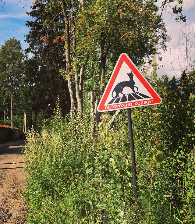 insta_bobsky в LOOKY. . 🐈 🐈🐈