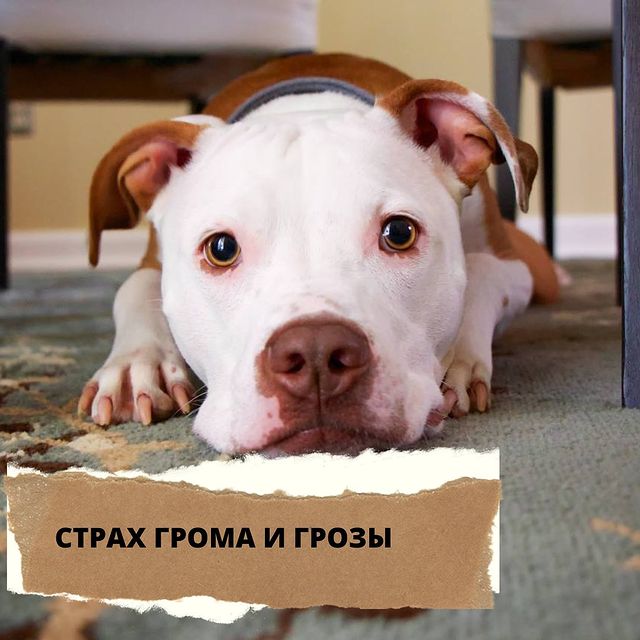 lucky_dog_kapunoff в LOOKY. #luckydog#kapunoff#интересно#лакомстваДляПитомцев#сушеныеЛакомства. СТРАХ ГРОМА ⛈️ 
❓Как...