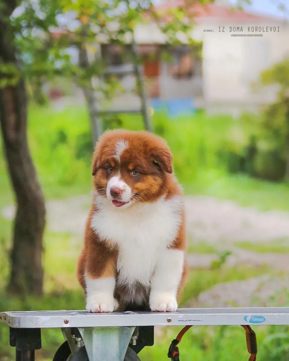 iz_doma_korolevoi_kennel в LOOKY — фото 3