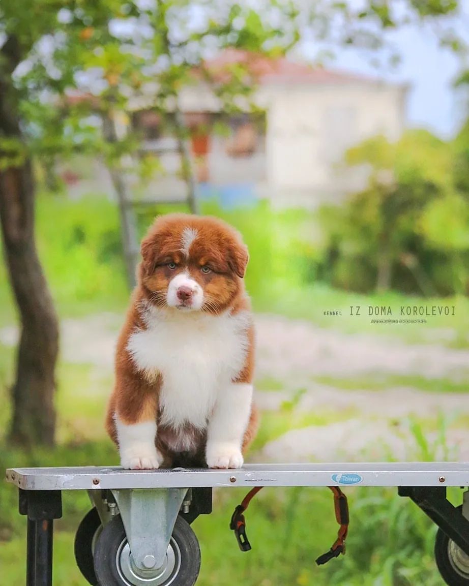 iz_doma_korolevoi_kennel в LOOKY — фото 10