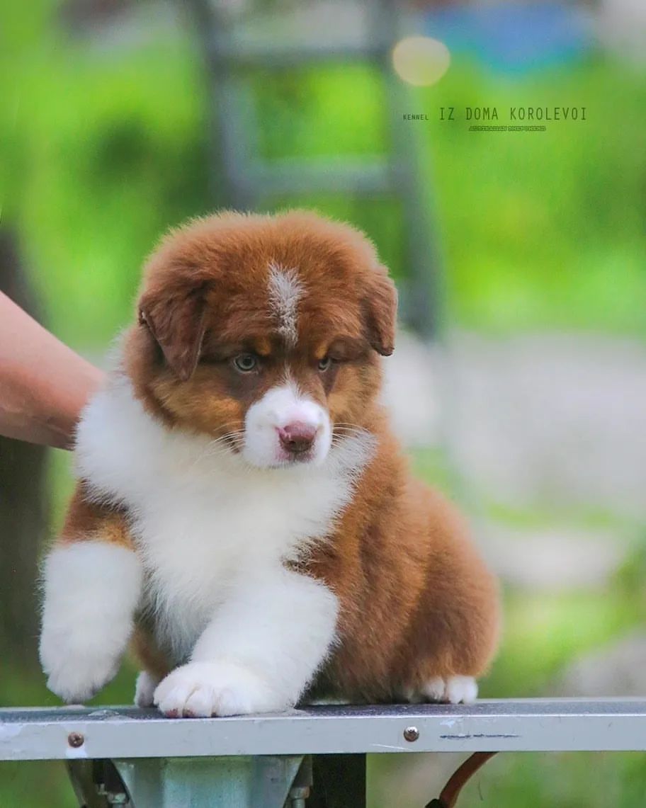 iz_doma_korolevoi_kennel в LOOKY — фото 8
