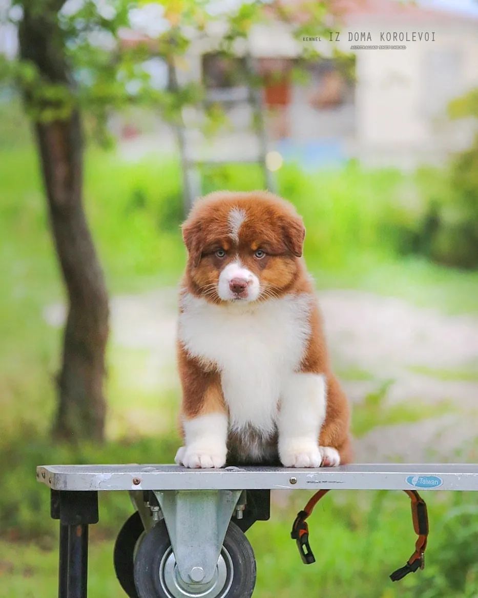 iz_doma_korolevoi_kennel в LOOKY — фото 2