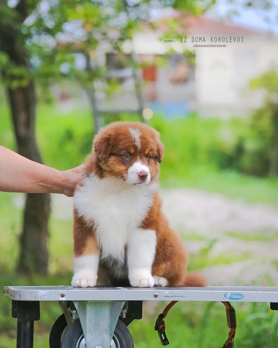 iz_doma_korolevoi_kennel в LOOKY — фото 6