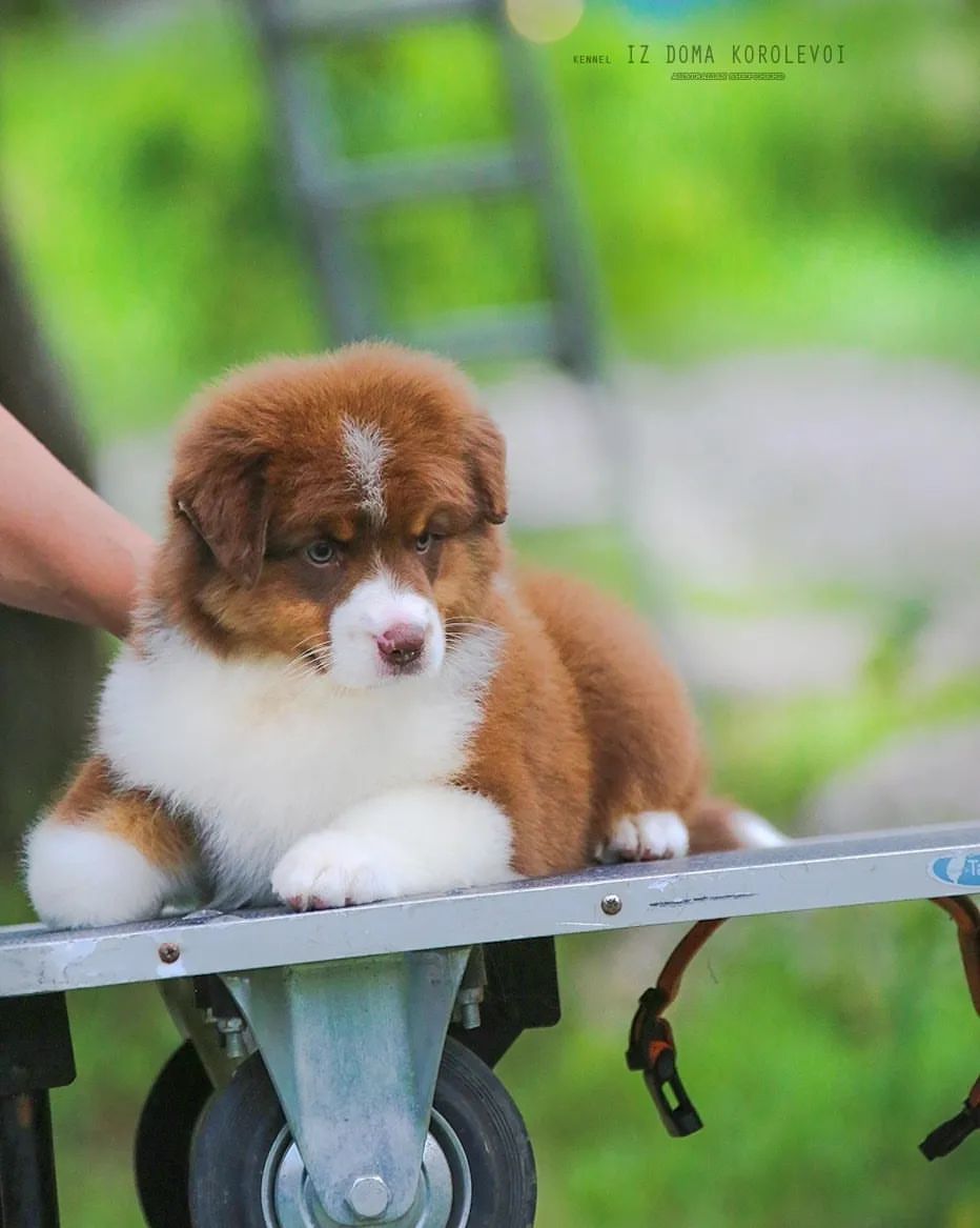iz_doma_korolevoi_kennel в LOOKY — фото 7